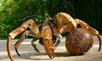世界上最大的陆生蟹，能爬树开椰子，却在当地的餐桌上苦苦挣扎