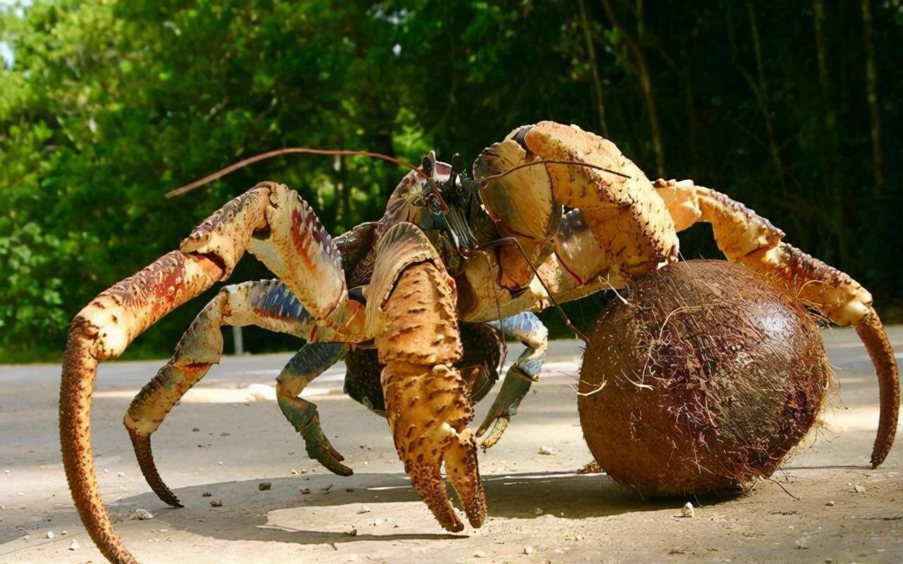 海洋科普（1335）| 蟹类家族的“巨人”——椰子蟹_生活
