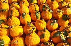 丑橘和粑粑柑哪个好吃（浅谈丑橘和耙耙柑有啥区别）缩略图